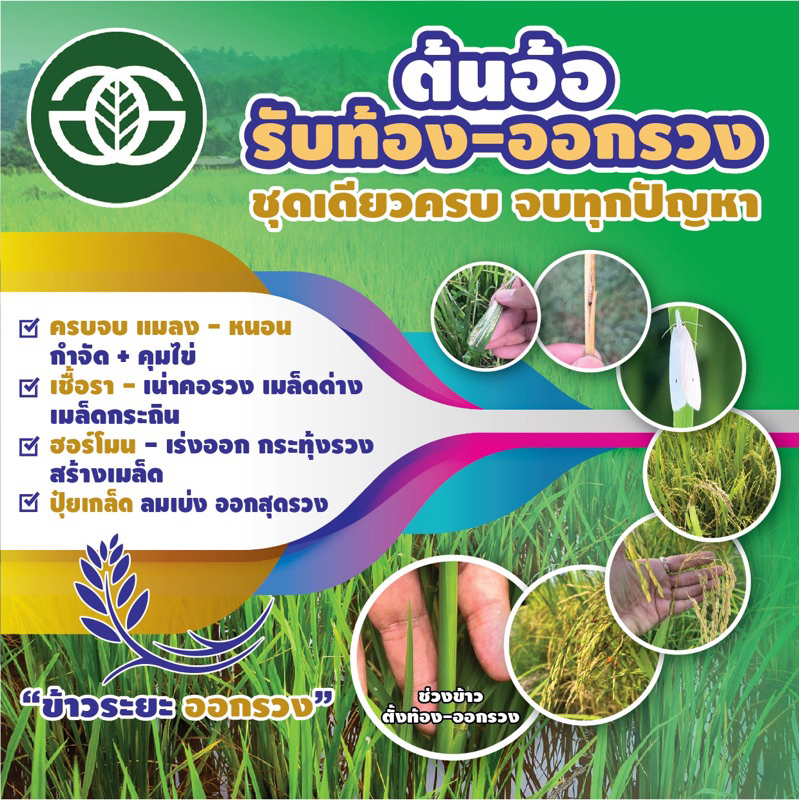 ต้นอ้อ รับท้อง-ออกรวง ครบจบใน1ชุด ฉีดได้10ไร่