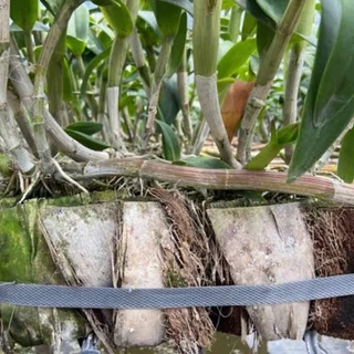 กะบะกาบมะพร้าว ถาดกาบมะพร้าว เครื่องปลูกยึดกล้วยไม้ (อัดแข็ง) Coconut Spathe