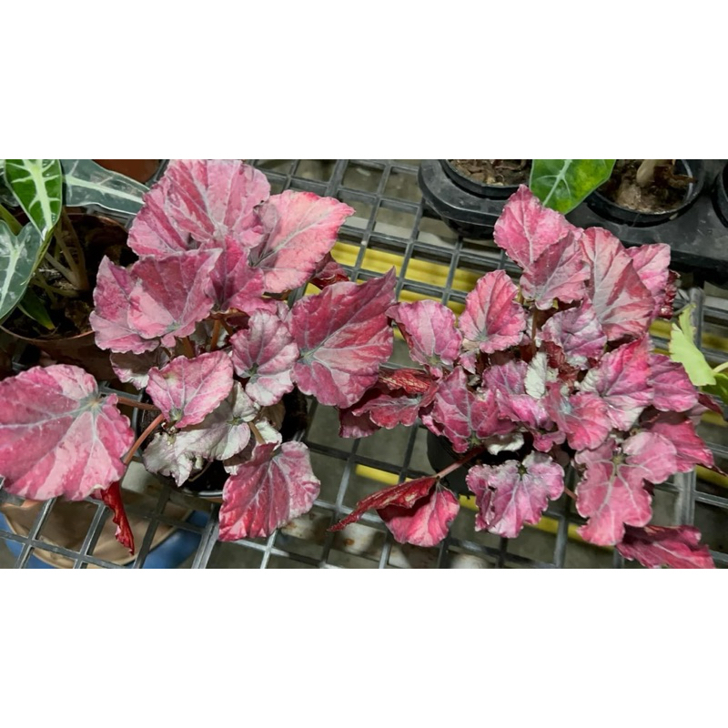 Begonia Red Bull เป็นบีโกเนียในตระกูล begonia rex สีสันสวยงาม สีใบสดมากระถาง5นิ้ว