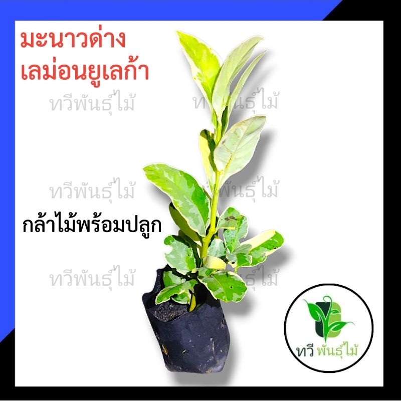 ต้น มะนาวด่าง เลม่อนยูเลก้า กล้าไม้พร้อมปลูก มะนาว ด่าง ไม้รากเดินดีเเน่นอน TAWE PANTMAI