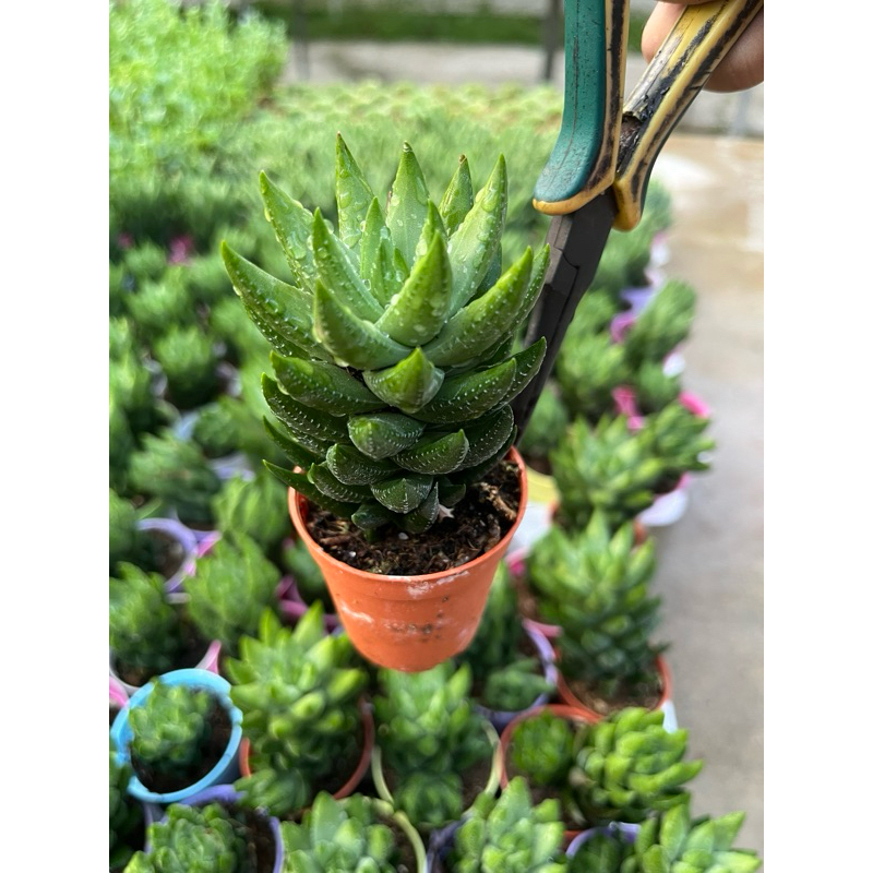 ฮาเวอร์เทีย ไก่ต๊อกมรกต“ Haworthia glauca Baker