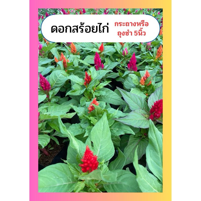 ดอกสร้อยไก่ ดอกคริสมาส หลายสี ทนแดด ไม้ล้มลุก ถุงชำ5นิ้ว