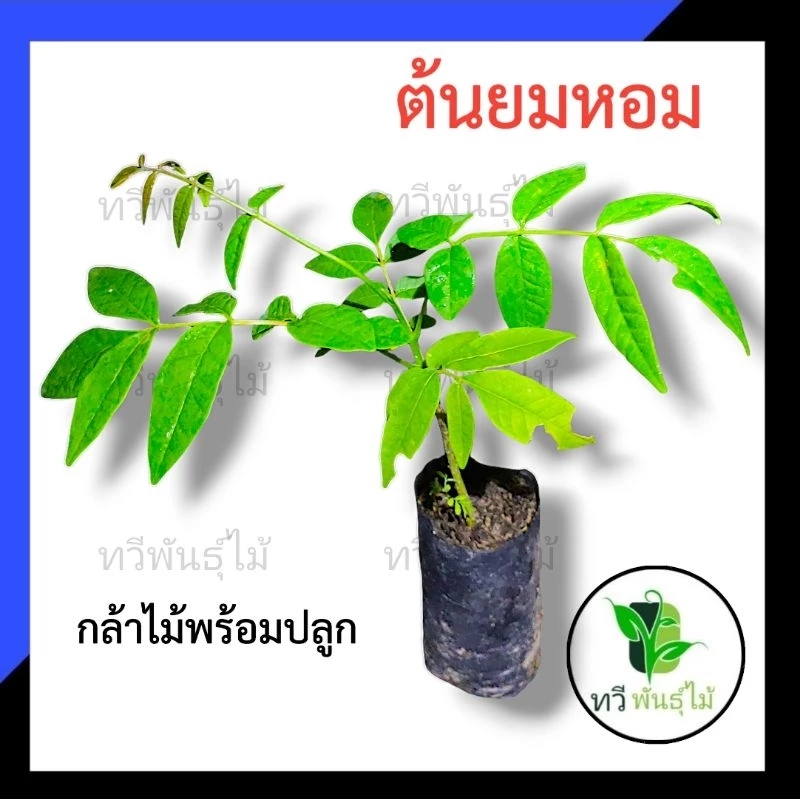 ต้นยมหอม กล้าไม้พร้อมปลูก ไม้ประดับ Tawee Pantmai ไม้มงคล ไม้เศรษฐกิจ ต้นไม้ตาย ระหว่างขนส่งเคลมฟรี ยมหอม ไม้ป่าหายาก