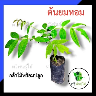 ต้นยมหอม กล้าไม้พร้อมปลูก ไม้ประดับ Tawee Pantmai ไม้มงคล ไม้เศรษฐกิจ ต้นไม้ตาย ระหว่างขนส่งเคลมฟรี ยมหอม ไม้ป่าหายาก