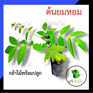 ต้นยมหอม กล้าไม้พร้อมปลูก ไม้ประดับ Tawee Pantmai ไม้มงคล ไม้เศรษฐกิจ ต้นไม้ตาย ระหว่างขนส่งเคลมฟรี ยมหอม ไม้ป่าหายาก