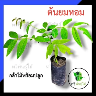 ต้นยมหอม กล้าไม้พร้อมปลูก ไม้ประดับ Tawee Pantmai ไม้มงคล ไม้เศรษฐกิจ ต้นไม้ตาย ระหว่างขนส่งเคลมฟรี ยมหอม ไม้ป่าหายาก