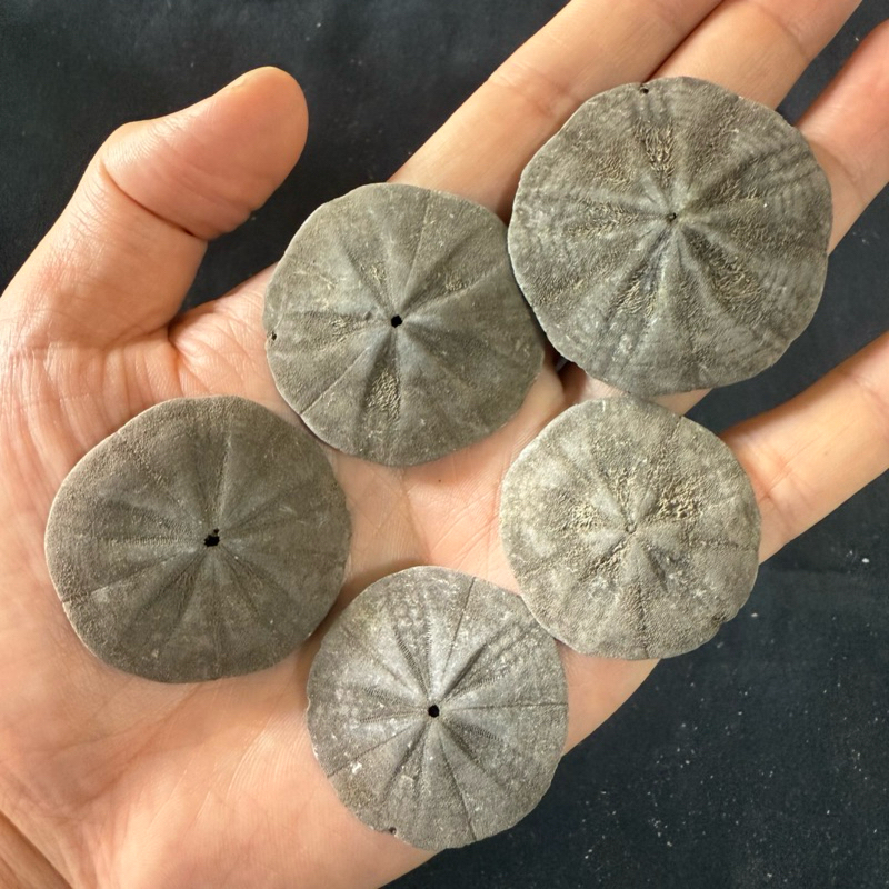 ดอลลาร์ทรายแห้ง 5PCS SAND DOLLAR  ใช้เพื่อตกแต่งบ้านและสวน size:3-6cm