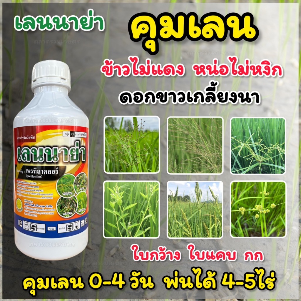ยาคุมหญ้าในนาข้าว เพรทิลาคลอร์ เลนนาย่า (ข้าวไม่แดง หน่อไม่หยิก) คุมเลน คุมเลนในนาข้าว หญ้าใบกว้าง ใบแคบ กก พ่นได้5ไร่