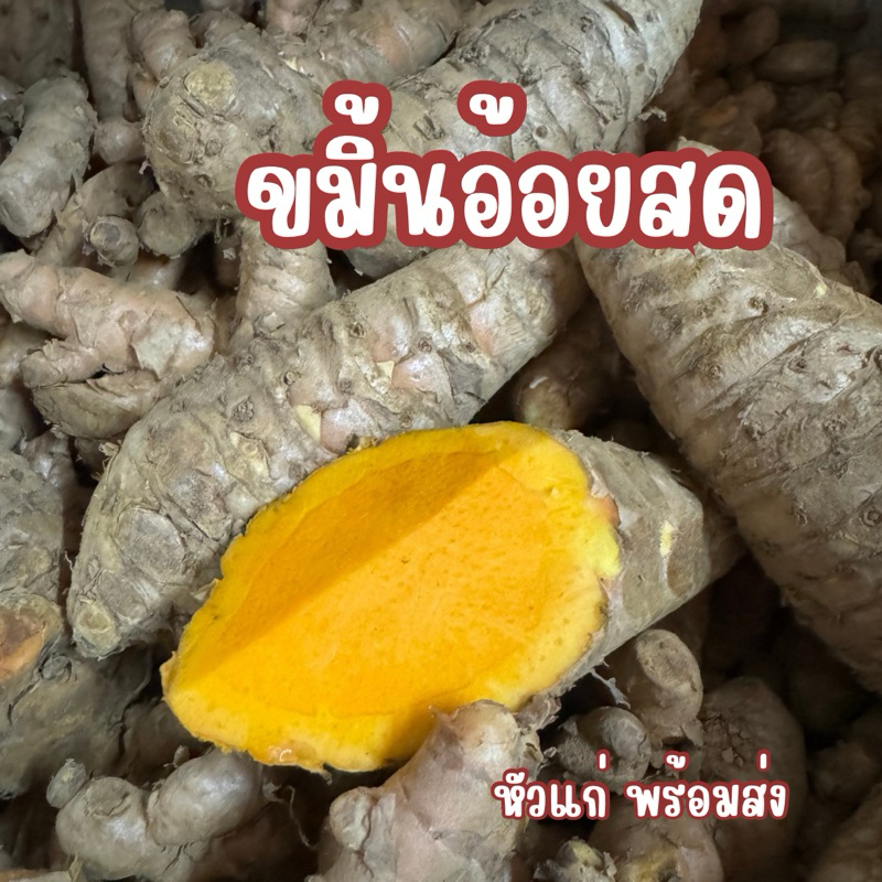 ขมิ้นอ้อยสด หัวแก่ พร้อมส่ง