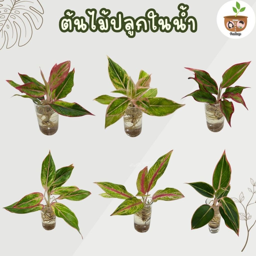 ต้นไม้เลี้ยงในน้ำ ตระกูลอโกลนีมา ชุดที่ 1 จัดส่งที่ 2 ต้นขึ้นไปคละแบบได้