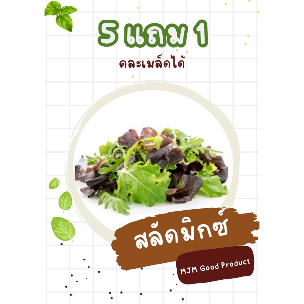 เมล็ดพันธุ์ผักสลัด สลัดมิกซ์