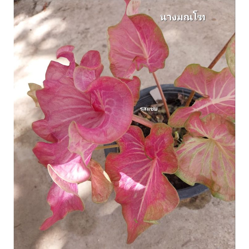 ต้นบอนสี นางมณโฑ เป็นบอนเก่า ตับรามเกียรติ์ เมื่อโตจะเป็นสีชมพู ชอบแดด