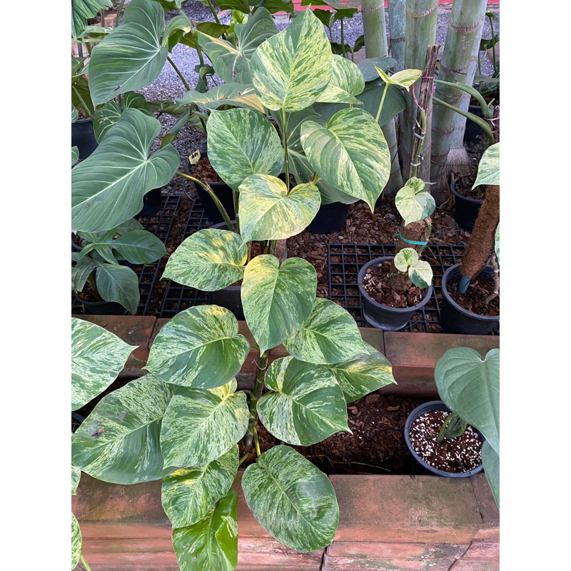 พลูด่าง ราชินีหินอ่อน (Epipremnum aureum Bunting cv. Marble Queen) ต้นไม้ลายด่างทรงเสน่ห์ ลวดลายไม่แพ้ไม้ด่างราคาแพง