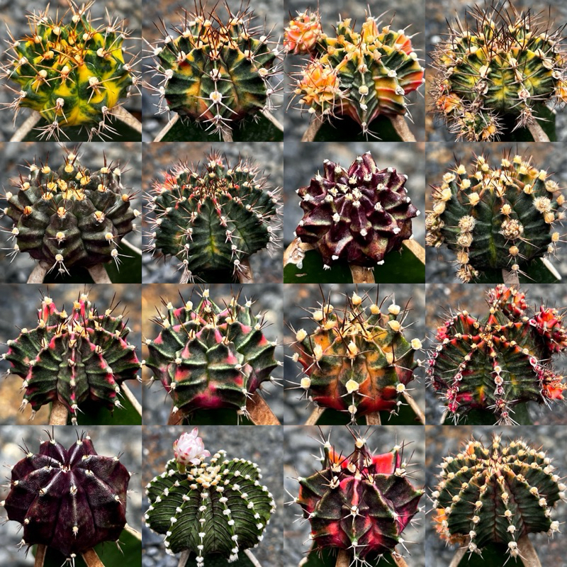 ไม้กราฟโคลนดังมีชื่อ ราคาเบาๆ คัดสวยๆ สำหรับมือใหม่ 59฿ ชุด C