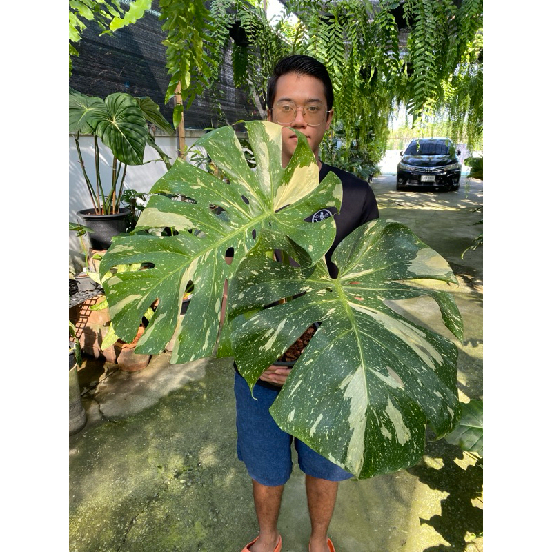 มอนสเตร่าไทยคอน Monstera Thai Constellation