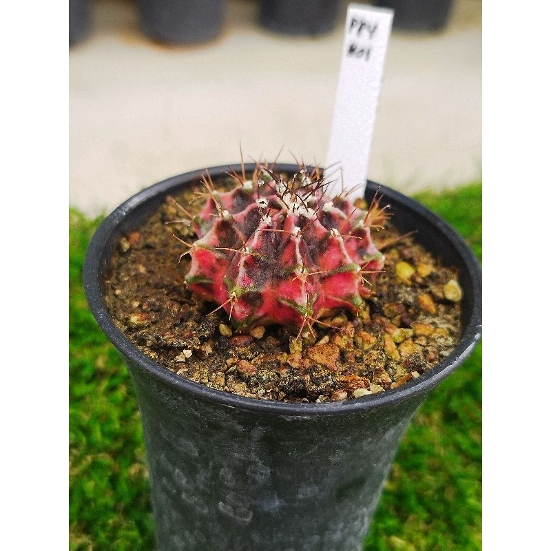 Gymnocalycium Papaya#01