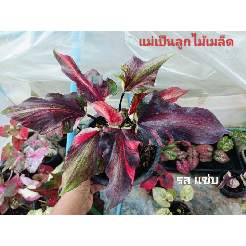 ต้นบอนสี ลูกไม้ เป็นบอนกาบใบหอก ต้นแม่เป็นไม้เมล็ด