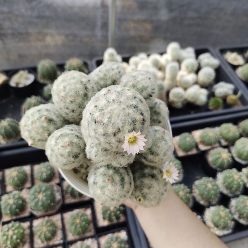 แมมขนนกขาวญี่ปุ่น ฟอร์มกอ Mammillaria plumosa ดอกสีชมพู