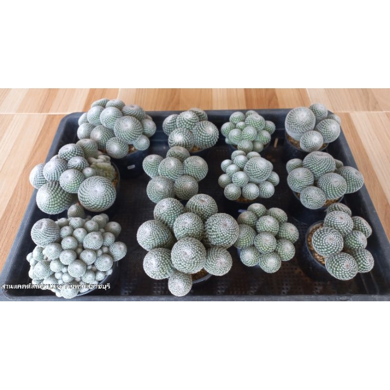 แมมนกฮูก ไม้เมล็ด แตกกอธรรมชาติ (Mammillaria microthele ) กอใหญ่ๆ ขอดูรูปเพิ่มเติมได้นะคะ