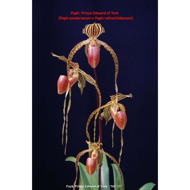 Paph.sanderianumผสมPaph.rothschildianumขนาดกระถาง 4 นิ้ว