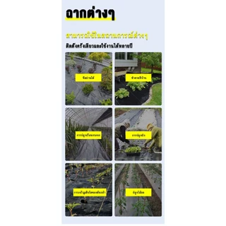 พลาสติกคลุมดิน ผ้าคลุมดิน พลาสติกคลุมหญ้า ฆ่าหญ้า 50 เมตร 100 เมตร คลุมวัชพืช ผ้าคลุมหญ้า กําจัดหญ้า