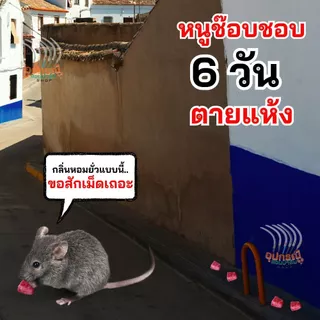 เหยื่อกำจัดหนูโบรมาดิโอการ์ด เห็นผลไว หนูตายแห้ง ใช้งานง่าย กลิ่นหอมธัญพืชหนูชอบ หนูตายภายใน3-6วัน ของแท้