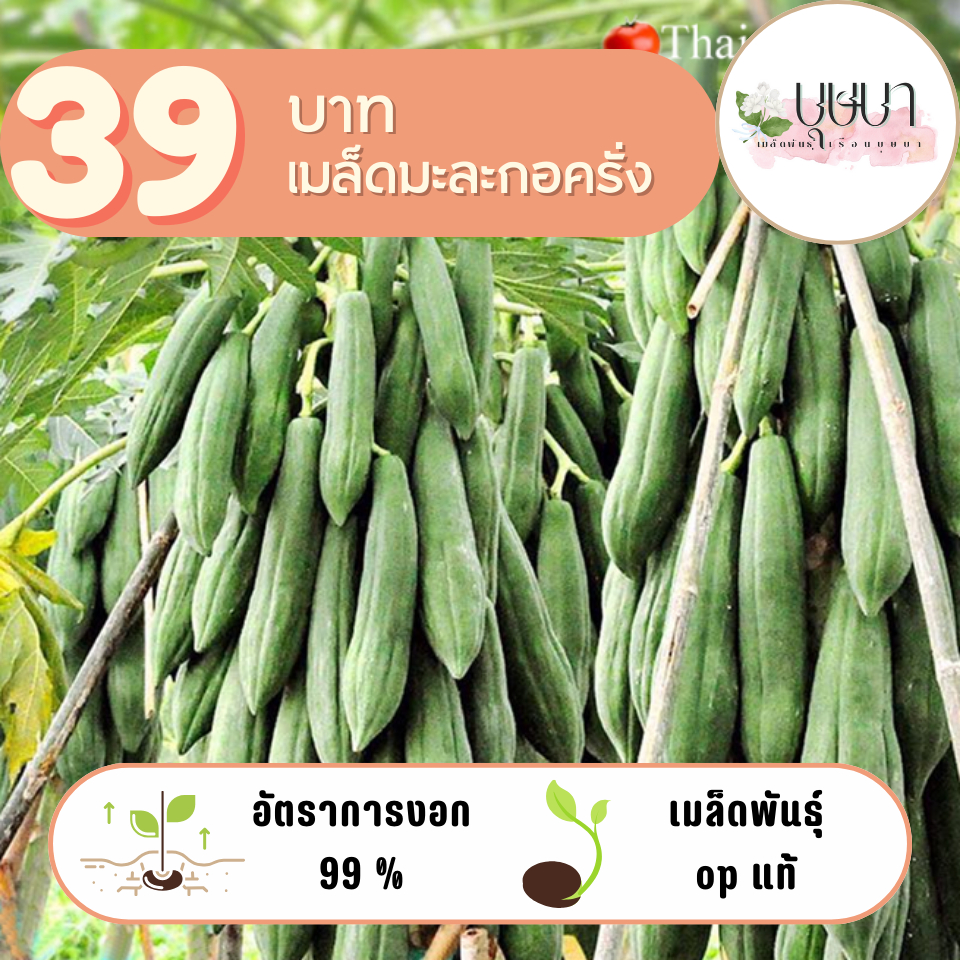เมล็ดมะละกอครั่ง 39 บาท 100 เมล็ด