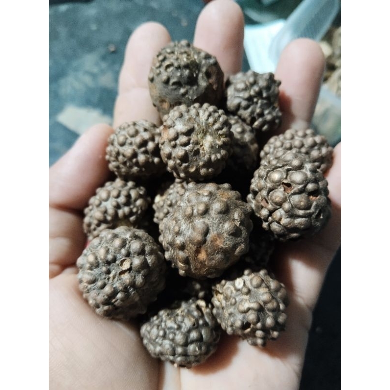 ว่านพระฉิม ว่านแผ่นดินเย็น1ชุด15หัว100บาท(หัวขนาดประมาณหัวปากกาเคมี)สำหรับปลูก