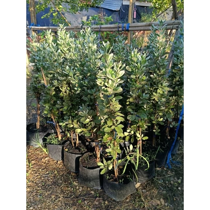 ต้นกระดุมไม้ใบเงิน1เมตร ดำทุกต้น คุณนายละเอียดซื้อที่อื่นเลยจ้า