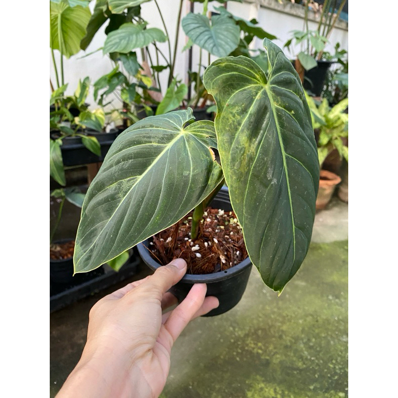 Philodendron Melanochrysum ฟิโลเดนดรอน เมลาโนไคลซัม