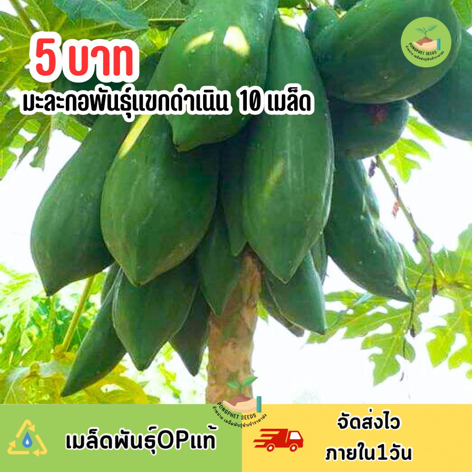 ราคาถูกที่สุด เมล็ดมะละกอแขกดำเนิน 10 เมล็ด