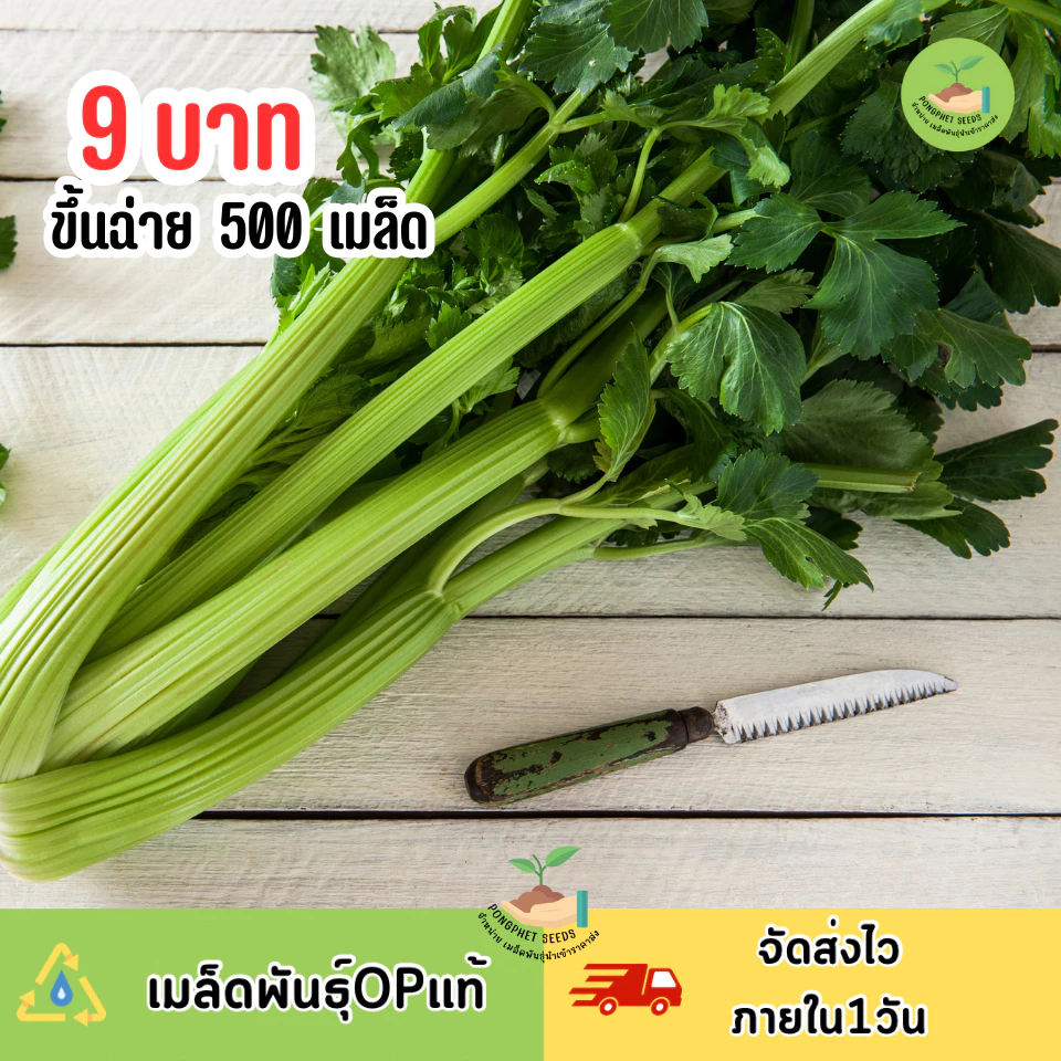 9บาท เมล็ดขึ้นฉ่าย บรรจุ 500 เมล็ด