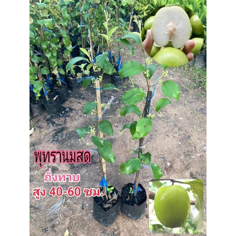 ต้นพุทรานมสด/ทาบกิ่ง สูง 40-60 ซม. ลูกดก ผลใหญ่ รสหวาน
