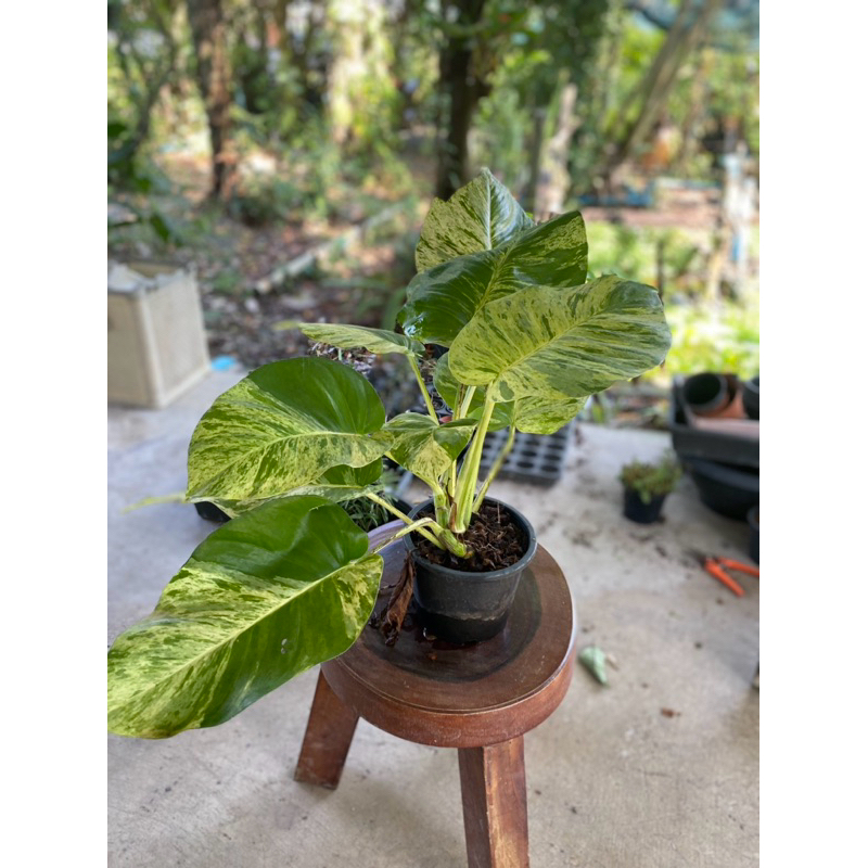 ราชินีหินอ่อน Epipremnum mable queen
