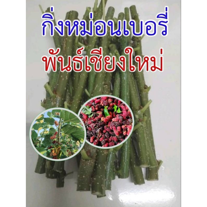 กิ่งสดหม่อน/มัลเบอรี่  ชำติดง่าย ทนโรค โตเร็ว พันธ์เชียงใหม่