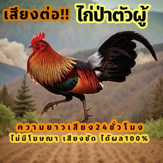 เสียงไก่ป่าตัวผู้ เสียงต่อไก่ป่าตัวผู้ เสียงล่อไก่ป่าตัวผู้ …