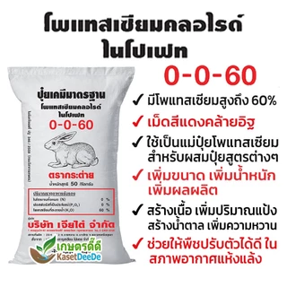ปุ๋ย 0-0-60 300G/1KG โพแทสเซียมคลอไรด์ บำรุงผลผลิต เพิ่มแป้ง เพิ่มหวาน เพิ่มขนาด เพิ่มน้ำหนัก เม็ดสีแดงอิฐ