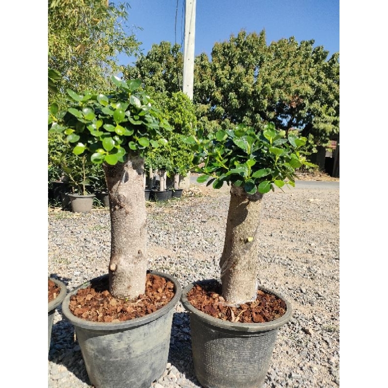 ต้นช้อนเงินช้อนทอง ตอใหญ่ทรงกำลังดี จัดส่งพร้อมกระถาง10นิ้วภาพถ่ายจากสินค้าจริง  ราคาถูกจากสวนจ้า - รูปที่ 4