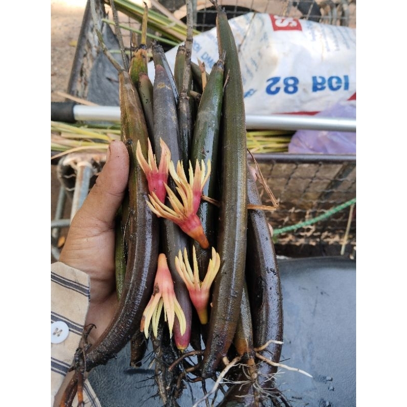 พังกาหัวสุมดอกแดง โกงกางหัวสุม ฝัก1 ชุด 10 ฝัก 100 บาท(สำหรับปลูกด้วยการปักชำ)