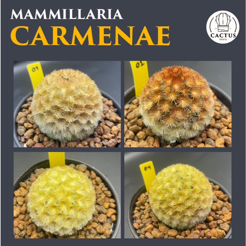 Mammillaria carmenae MIX แมมมิลาเรีย คามิเน่ ไม้เมล็ด