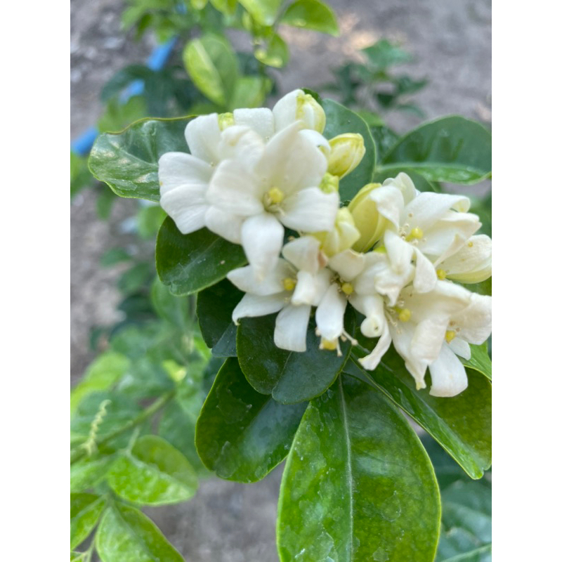 ต้นแก้วหิมาลัย ดอกหอม ดอกใหญ่ ออกดอกทั้งปี กระถาง6” กระถาง11”