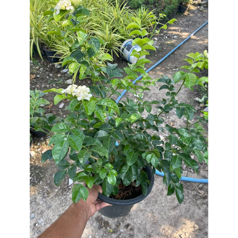 ต้นแก้วหิมาลัย ดอกหอม ดอกใหญ่ ออกดอกทั้งปี กระถาง6” กระถาง11” - รูปที่ 2