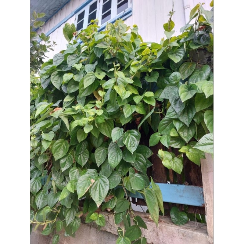 ใบสวยๆสดๆ (ลูกค้าใหม่ที่ยังไม่เคยสั่งกับทางร้านรบกวนทักแชทร้านค้าก่อนสั่งสินค้านะคะ)