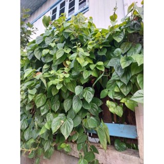 ใบสวยๆสดๆ (ลูกค้าใหม่ที่ยังไม่เคยสั่งกับทางร้านรบกวนทักแชทร้…