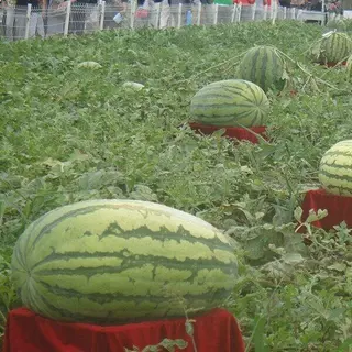 30 เมล็ดเมล็ดพันธุ์แตงโมยักษ์ เนื้อสีแดง หวานสุดๆ ปลูกง่ายลูกโต