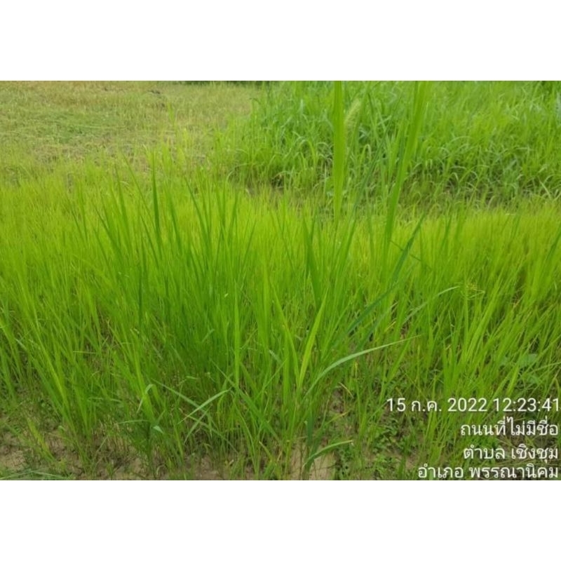 #เมล็ดหญ้าอิตาเลี่ยน ปี68 #เมล็ดพันธุ์หญ้าอิตาเลี่ยน #เกรียงศักดิ์พันธุ์หญ้าสกลนคร #หญ้าเลี้ยงวัว - รูปที่ 5