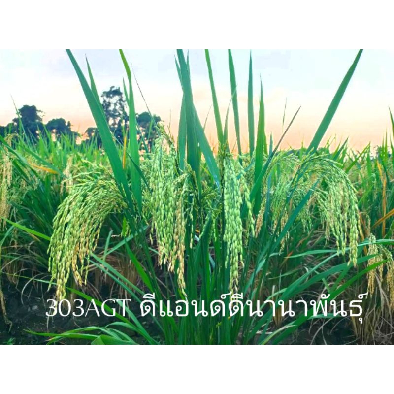 พันธุ์ข้าว303AGTขนาด1กิโลกรัม