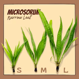 รากดำ ใบแหลม เลือกได้ 3 ขนาด จำนวน 1 มัด- MICROSORUM NARROW LEAF ต้นไม้น้ำ เฟิร์นน้ำ