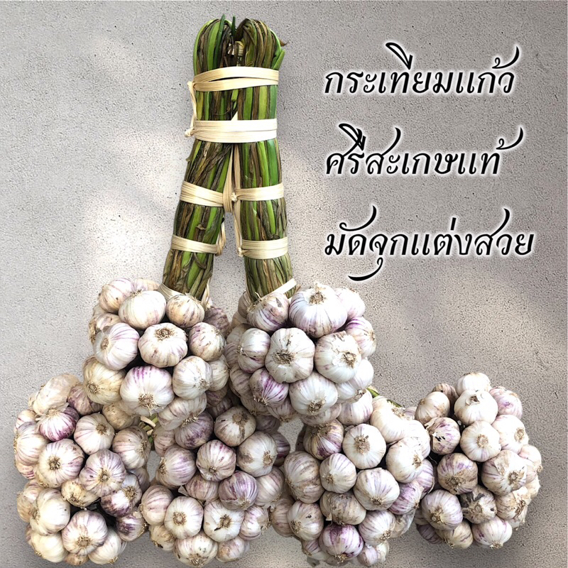 กระเทียมแก้ว ใหม่ แห้ง80% ศรีสะเกษแท้