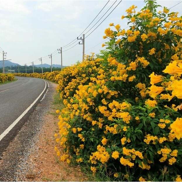 เมล็ดพันธุ์ดอกทองอุไร 200 เมล็ด/ซอง ปลูกง่าย สวยสะกดใจ โตไว ดอกสีเหลืองสวยงาม